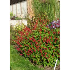 Rdest himalajski 'JS Caliente'